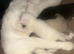 Male white kitten