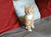 Kitten Male