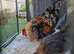 Pair of chicken for sale