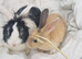 Female lionhead and 2 babies