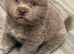 Last lilac Male puppy ready to leave