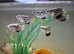 Group Of Six Clouded Archer Fish For Sale