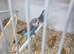 Young budgies