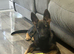 4 month old GSD