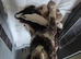 Cockapoo puppies