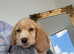 Cocker spaniel female£500