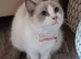 Ragdoll female for sale
