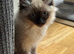 Beautiful ragdoll kittens