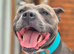 AVAILABLE FOR STUD: ARLO – BLUE & WHITE STAFFY (HEALTH TESTED CLEAR)