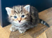 Ginger and stripe tabbies