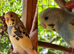 Beautiful baby budgies for sale