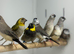 Owl finches