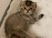 TICA reg Black Golden kittens