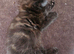 Beautiful Maine Coon mix 3 kittens