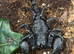 Borneo Forest Scorpion