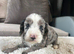 Cockapoo puppies looking for loving home