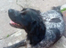 Male cocker spaniel