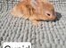 Beautiful lion head rabbits