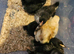 Pekin chick's