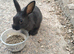 Mini rex babies