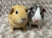 Gorgeous Baby Guinea Pigs. £20 each!