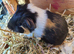 Guinea Pigs (Male)