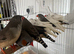 Pair Zebra finches