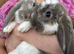Quality French Lop Bunnies Ready Soon