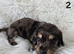 KC REG PRA CLEAR LH MINI DACHSHUNDS