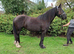 14.2hh Dales X Fresian Mare