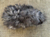 Lunkarya Boar ~ 6 weeks old