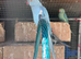 Blue Indian ring neck