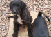 3 affectionate, boy jackapoo pups