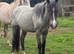 Clydesdale x ish 2 year old gelding
