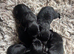 Patterdale puppies