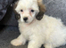 Doxiepoo puppy girl