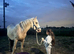Stunning Palomino Welsh Section D Gelding – 3 Years Old – 15.1hh
