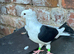 old german owl pigeon