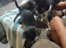 I have a litter of 5 mixed colored kittens for sale