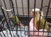 PINEAPPLE baby Conure (Only One left)