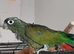 Female maximilian pionus