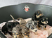 Jack Russell X Chihuahua pups