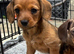1 female Daxipoo left