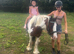 Delilah cob cross mare