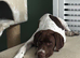 English pointer pup