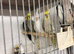 Various cockatiels