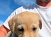 KC registered Labrador retriever puppy's