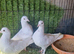 Garden pigeons