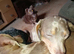 Mini dachshund x chihuahuas