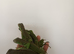 Only 4 left iguana